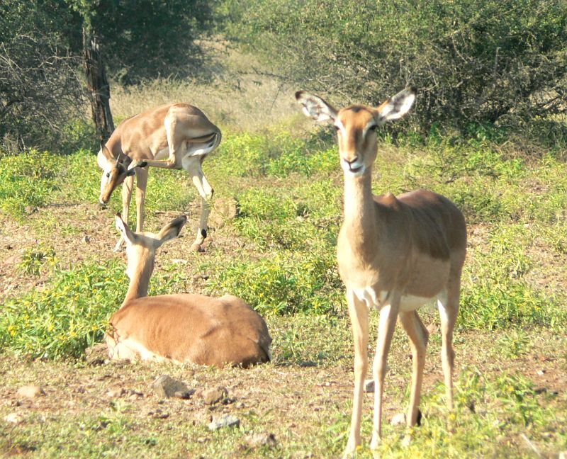 JAR 151_gaz.JPG - Gazelí klídek